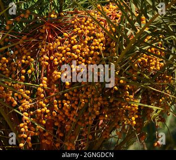 Large bunches of dates hanging from the palm tree, Phoenix Canariensis Stock Photo