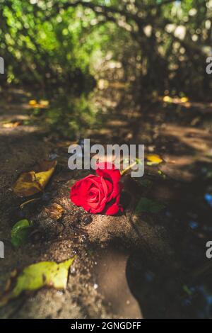 Red rose illuminated by sunlight laying on jungle path vertical Stock Photo