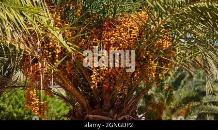 Canary palm tree with large bunches of dates starting to ripen Stock Photo
