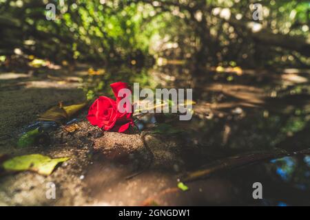 Red rose illuminated by sunlight laying on jungle path  Stock Photo
