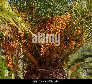 Palm tree with large bunches of dates, Phoenix Canariensis, Canary Islands Stock Photo
