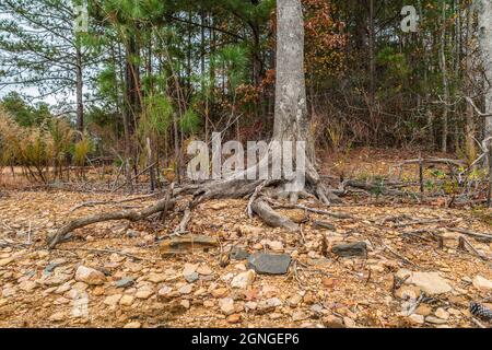 A severe drought at Lake Lanier in Georgia exposing the tree roots and rocks where the water should be on a sunny day in autumn Stock Photo