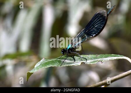 Dragonfly on a leaf near river Danube Stock Photo
