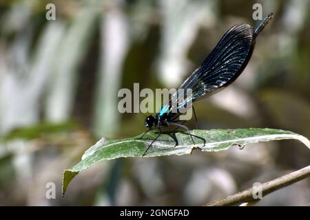 Metallic blue damselfly resting on a leaf near river Danube river, Slovakia Stock Photo