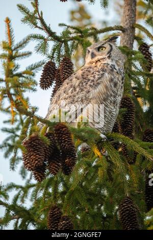 Great Horned Owl in Conifer Stock Photo