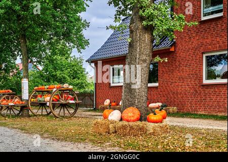 Various pumpkins for sale on the edge of a village road. Stock Photo