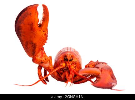 Fresh lobster food on a white background Stock Photo