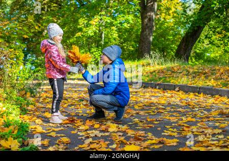 A boy squatting down gives a bouquet of yellow maple leaves a girl Stock Photo