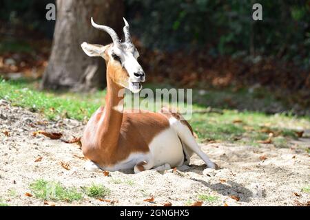 Vienna, Austria. Schönbrunn Zoo in Vienna. Mhorr gazelle (Nanger dama mhorr) Stock Photo