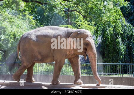 Elephant in Berlin zoo throwing dust at his back for sun protection Stock Photo