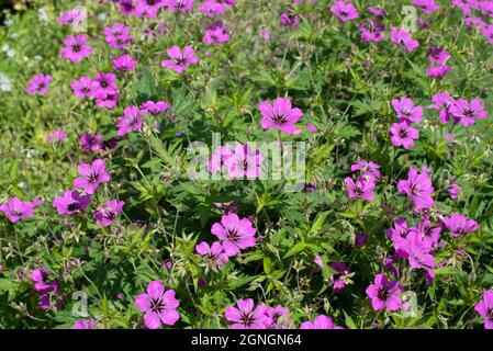 Dark pink hardy Geranium "Patricia' Stock Photo