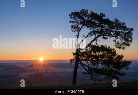 sunrise on the horizon silhouettes a lone scots pine tree with mist filled valley below in the vale of Pewsey below; Martinsell Hill, Wiltshire, North Stock Photo