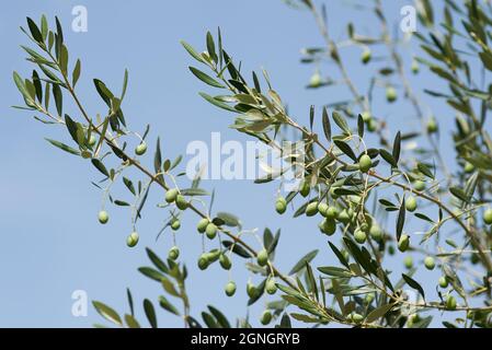 Olive tree branches with green olives on blue sky background Stock Photo