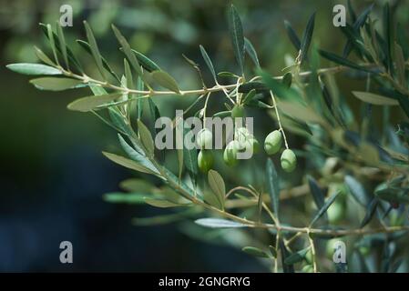 Branch with young green olives at the of ripening Stock Photo - Alamy