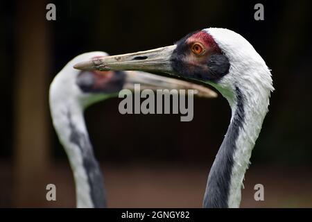 Profile view of two majestic White-Naped cranes, Bojnice zoo, Slovakia Stock Photo