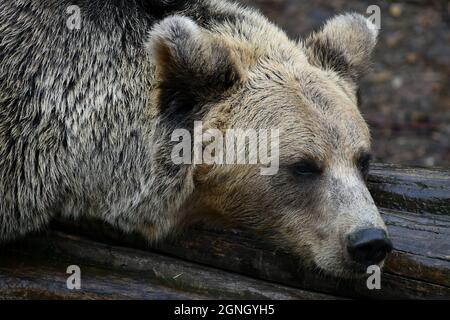 Close-up of Eurasian brown bear resting on a tree log in Slovakia Stock Photo