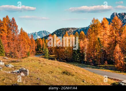 Calm sunny view of Dolomite Alps with empty asphalt road and yellow larch trees.Marvelous autumn scene of Giau pass, Italy, Europe. Traveling concept Stock Photo