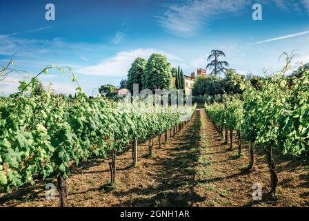 Nice morning scene in vineyard in Tuscany. Splendid spring view of the Italian countryside, Siena location, Italy, Europe. Beauty of countryside conce Stock Photo