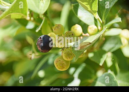 Blueberries ripening on the bush Stock Photo