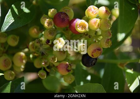 Blueberries ripening on the bush Stock Photo