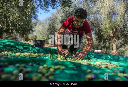 Gaza, Palestine. 25th Sep, 2021. A Palestinian man collects olives under an olive tree after harvesting in the town of Al-Zawaideh in the central Gaza Strip.Palestinian farmers began to harvest olives at the beginning of the season to produce olive oil and to export to Israel and other countries. palestinian olive oil is considered one of the best kinds around the world. (Photo by Ahmed Zakot/SOPA Images/Sipa USA) Credit: Sipa USA/Alamy Live News Stock Photo