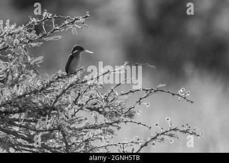 Mono malachite kingfisher on thornbush beak glowing Stock Photo