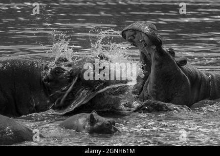 Mono close-up of hippos fighting in river Stock Photo