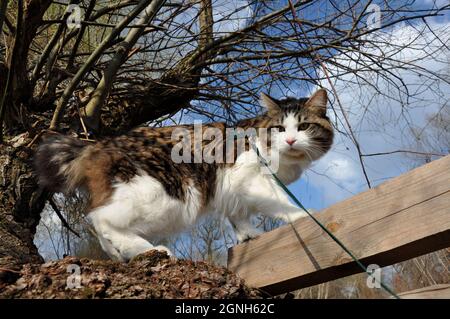Beautiful cat Kurilian bobtail walks in the spring in the park on a leash. Pet sitting on a tree, closeup portrait. Fluffy cat bicolor tabby. Stock Photo