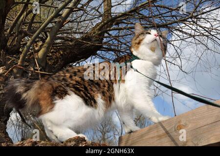 Beautiful cat Kurilian bobtail walks in the spring in the park on a leash. Pet sitting on a tree, closeup portrait. Fluffy cat bicolor tabby. Stock Photo