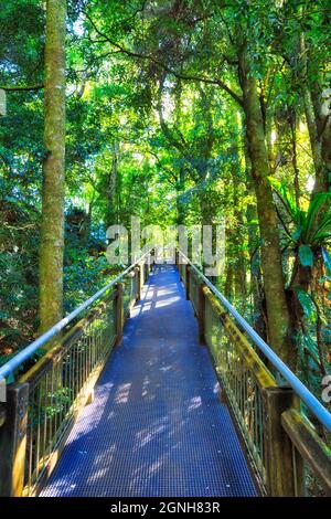 Disabled boardwalk in deep rainforest of Dorrigo National park - GOndwana continent vegetation. Stock Photo