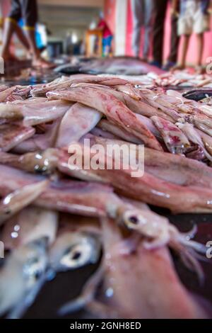 A pile of squid lay on the floor in a fish market in Sri Lanka.