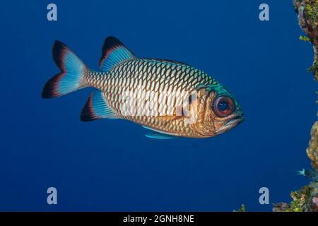 The scales on the shadowfin soldierfish, Myripristis adusta, are particularly large, Yap, Micronesia. This fish reaches 14 inches in length. Stock Photo