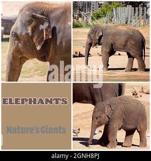 A collage of images of elephants including a calf Stock Photo