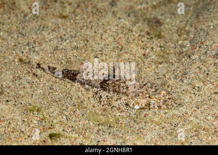 The fringelip flathead, Sunagocia otaitensis, is found in sand and rubble areas of lagoons and seaward reefs. They will often bury in the sand for cam Stock Photo