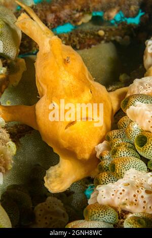 A warty frogfish, Antennarius maculatus, between to types of tunicates, Philippines. Stock Photo