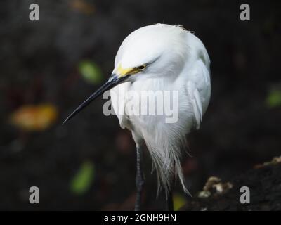 SNOWY EGRET CLOSE-UP Stock Photo