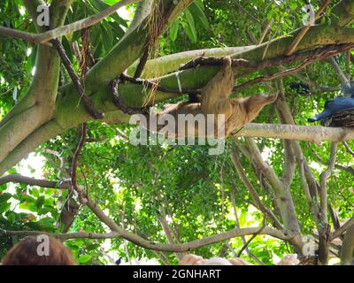 National Aviary - Linnaeus’s Two-toed Sloth on the Move Stock Photo