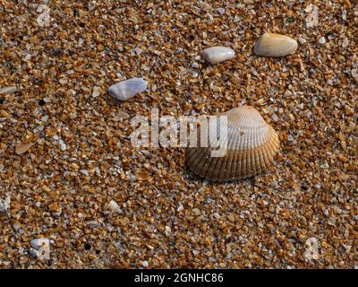 Macro Beach background of a scallop and coquina shells tossed on a Florida beach on grains of sand and broken pits of shells. Stock Photo