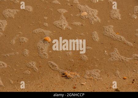 Scallop, coral and assorted broken shells among the bubbles on a Florida bach. Stock Photo