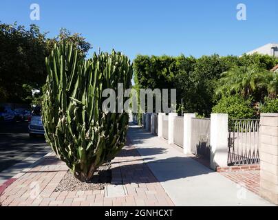 Los Angeles, California, USA 21st September 2021 A general view of atmosphere Cactus on September 21, 2021 in Los Angeles, California, USA. Photo by Barry King/Alamy Stock Photo Stock Photo