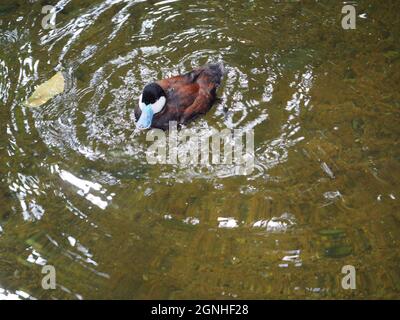 DUCK WITH WATER RIPPLE PATTERN Stock Photo