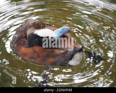 DUCK WITH WATER RIPPLE PATTERN Stock Photo