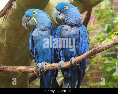 National Aviary - Pair of Blue Macaws Shoulder to Shoulder Stock Photo ...