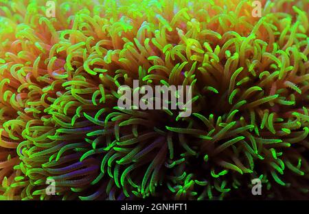 Green star polyp soft coral - briareum violaceum Stock Photo