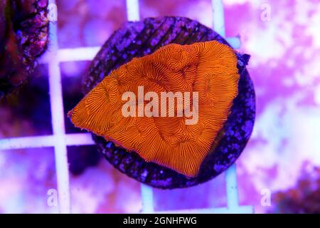 Bright Orange Leptoseris SPS coral - Leptoseris sp. Stock Photo