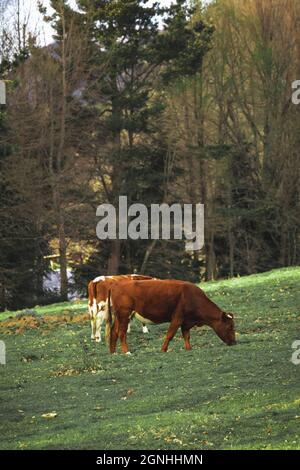 Two of cows in the pasture, a wide view Stock Photo - Alamy