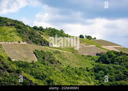 sights along the Rhine River, culturally and historically one of the great rivers of the continent and among the most important arteries of industrial Stock Photo