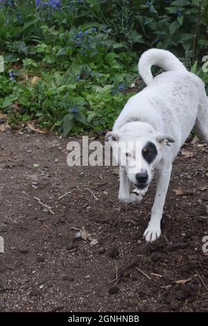 A young pit bull heeler mix plays with an elderly Australian shepherd in Oregon Stock Photo