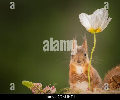 young red squirrel standing under flower  poppy looking in the lens Stock Photo