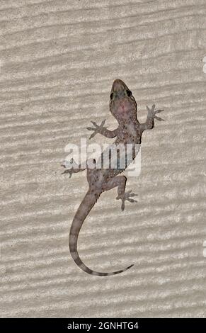 Mediterranean House Gecko (Hemidactylus turcicus) dorsal view, hunting for insects on a residential wall in Houston, TX. Stock Photo